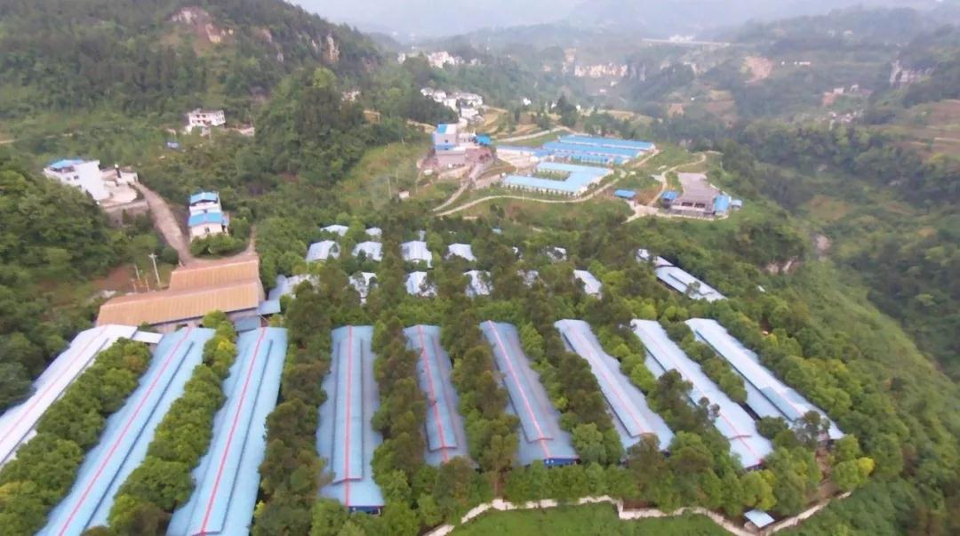 【落地见效】重庆创新推出生猪活体抵押贷款