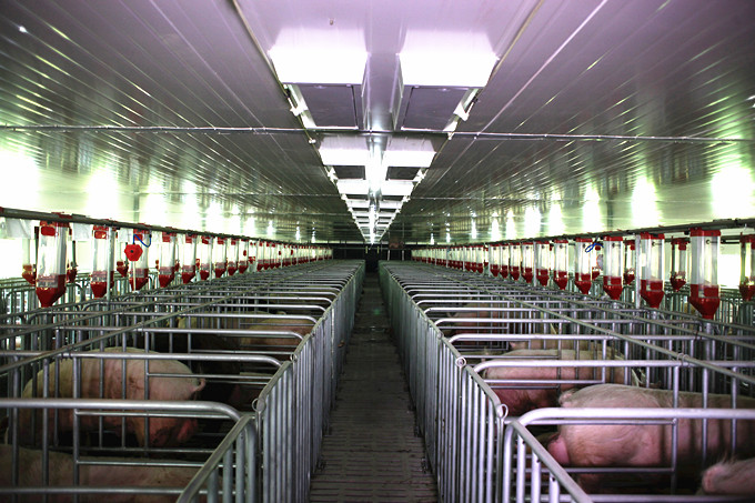 重庆市69种原种猪场实习感悟