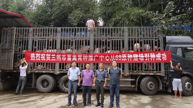 69原种猪落户兰州市畜禽育种推广中心