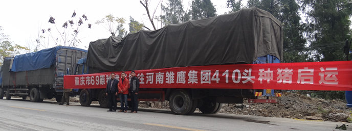 410头重庆69原种猪安家雏鹰农牧