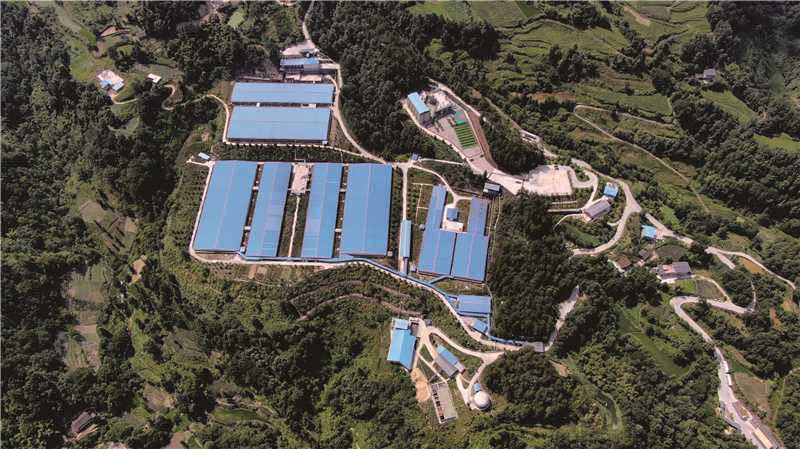 兴隆湾种猪基地